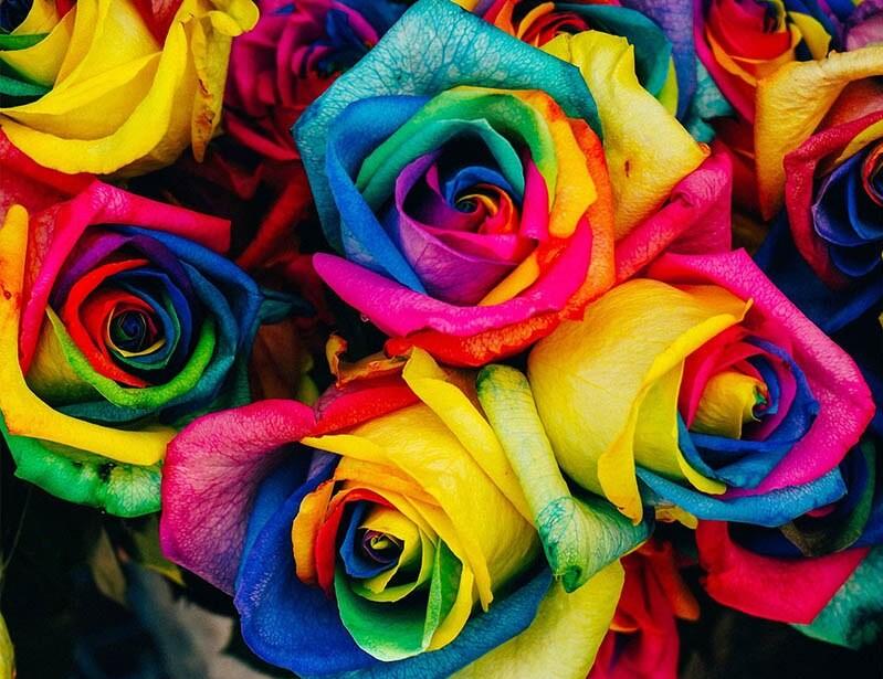 

Colorful Roses – Paint By Numbers - 40*50CM, 501 Original