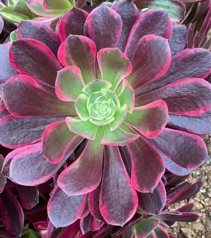 plant Aeonium Echeveria Haworthia  Caudex  Lithops Cactus  Agave 