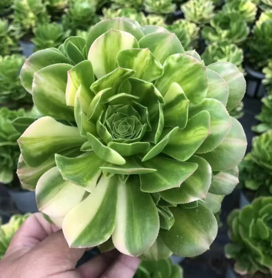 plant Aeonium Echeveria Haworthia  Caudex  Lithops Cactus  Agave 