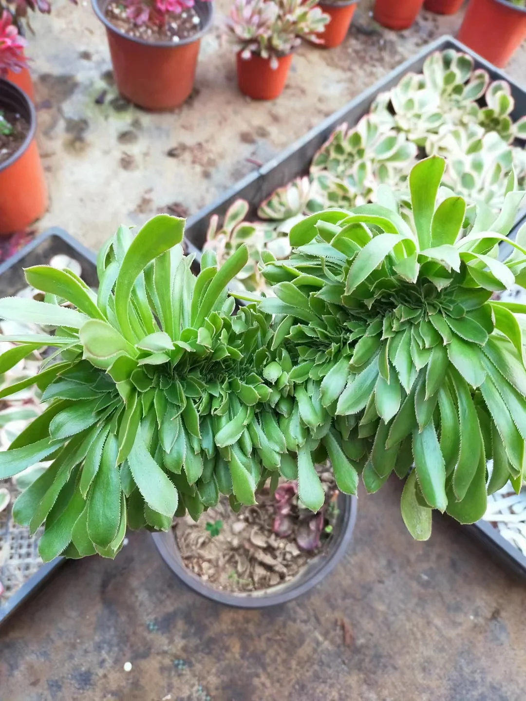 plant Aeonium Echeveria Haworthia  Caudex  Lithops Cactus  Agave 