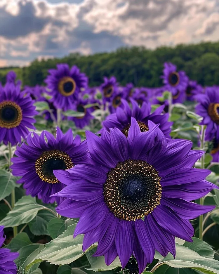 Purple Sunflower Field ‘Violet Glow’