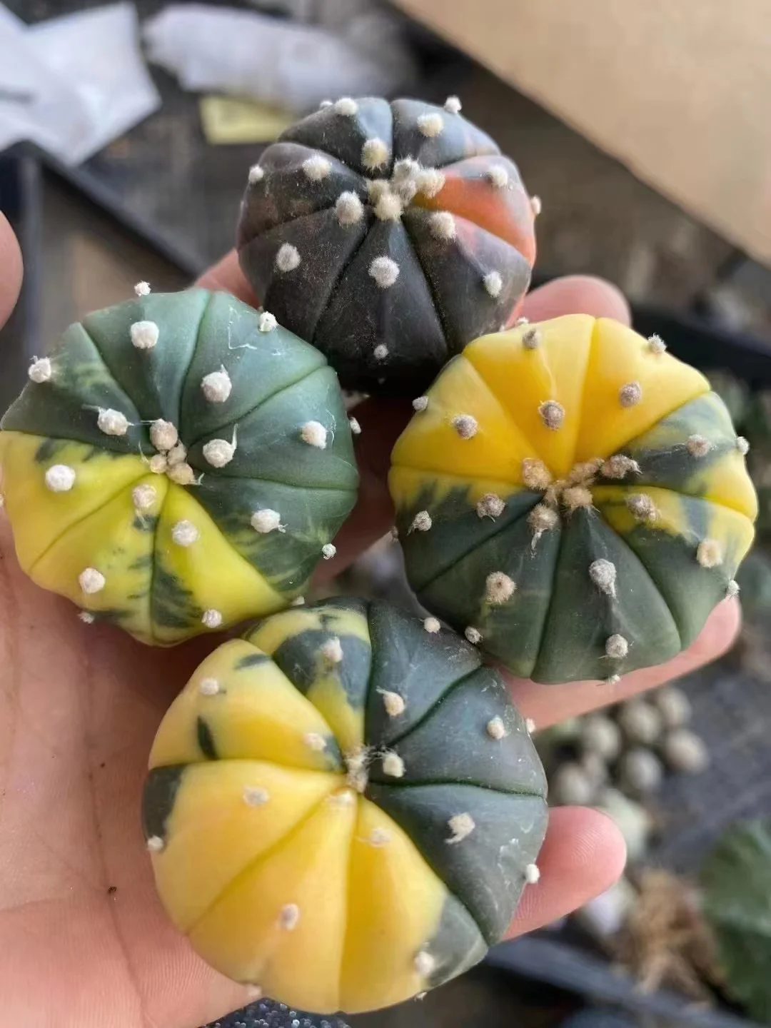 plant Aeonium Echeveria Haworthia  Caudex  Lithops Cactus  Agave 