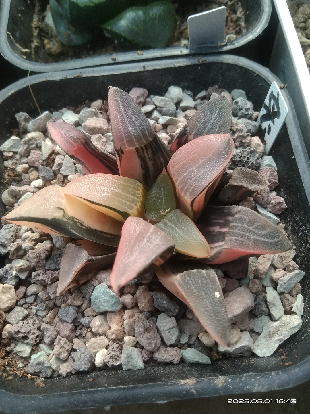 onestock.Haworthia bayeriJ.D.Venter & S.A.Hammer sp 6cm/ Haworthia/ Succulent plants / Garden landscape / Carefully select healthy plants