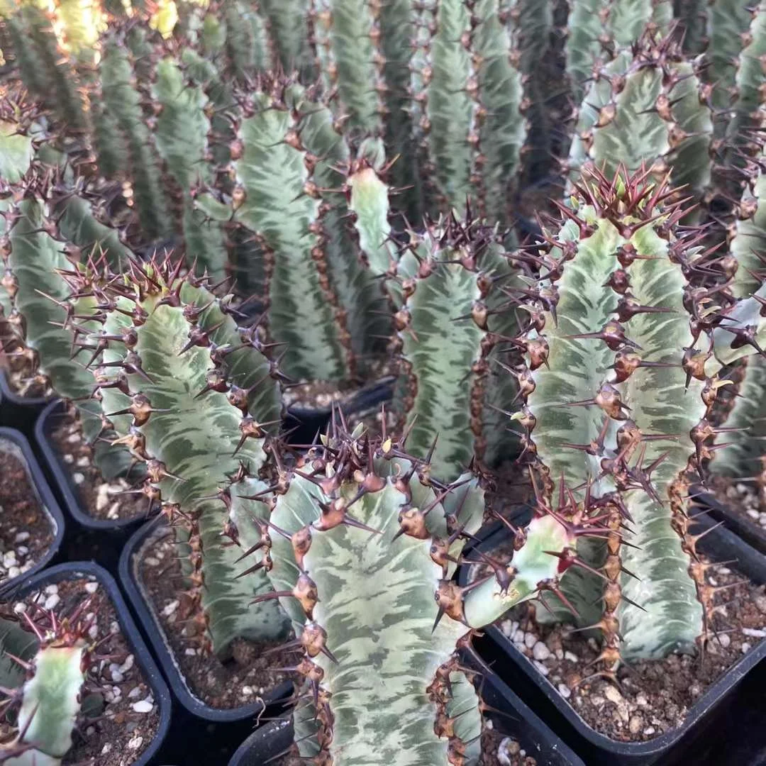 plant Aeonium Echeveria Haworthia  Caudex  Lithops Cactus  Agave 