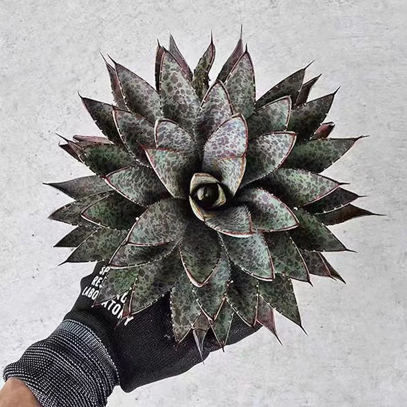 plant Aeonium Echeveria Haworthia  Caudex  Lithops Cactus  Agave 