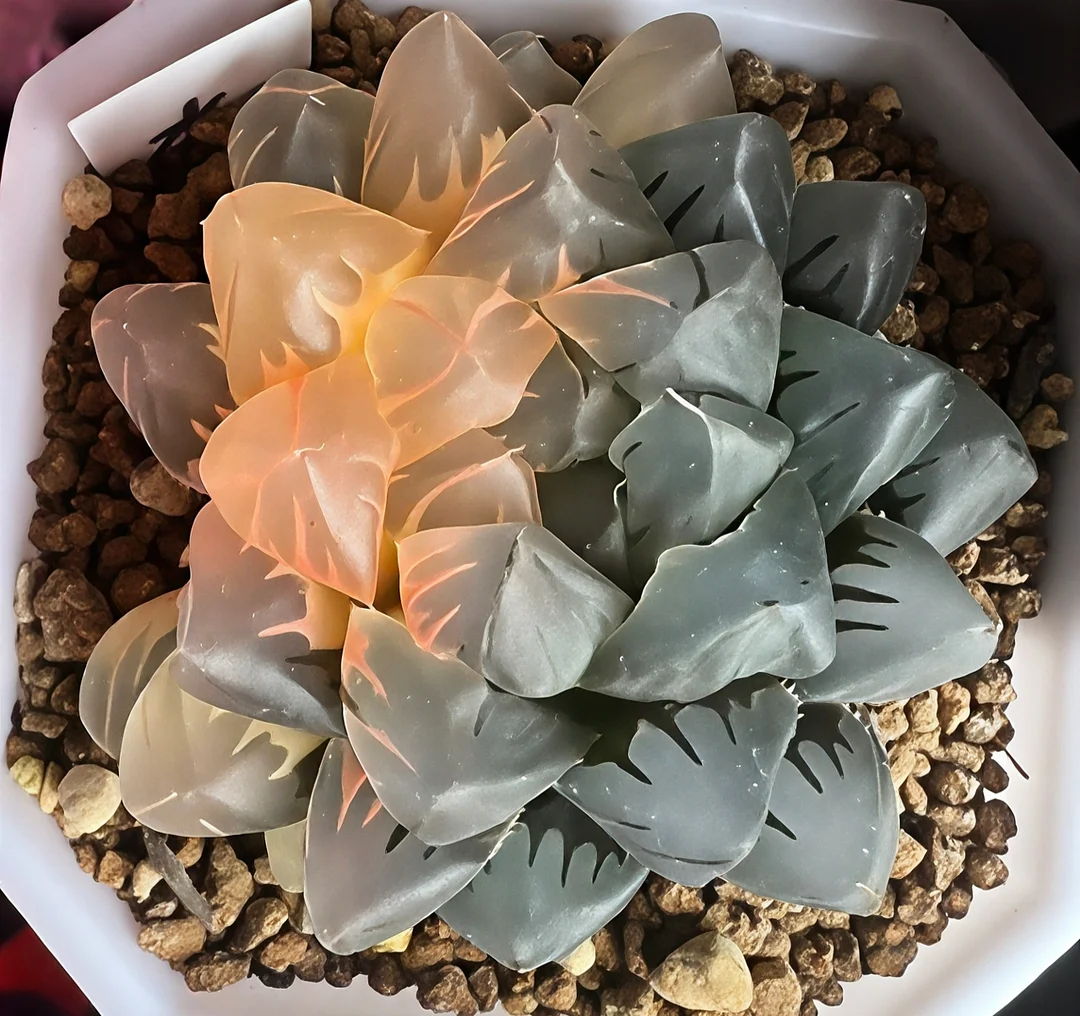 plant Aeonium Echeveria Haworthia  Caudex  Lithops Cactus  Agave 