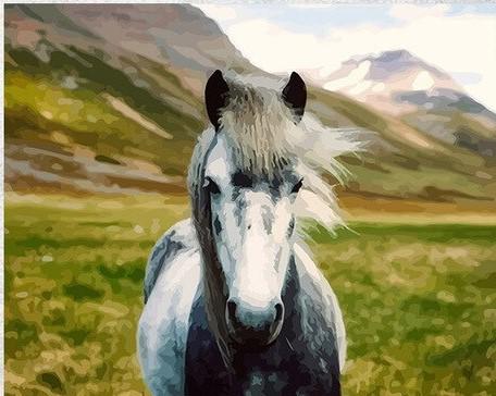 

Wild Horse – Paint By Numbers - 40*50CM, 501 Original