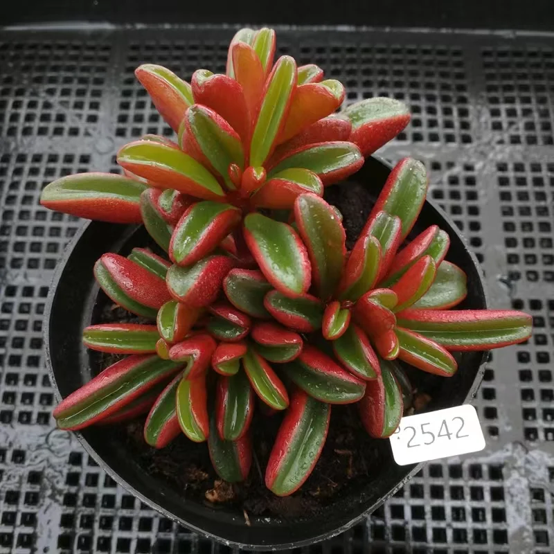 284. Peperomia claveolens 4-5 cm cluster/  Echeveria / Succulent plants / Garden landscape / Carefully select healthy plants