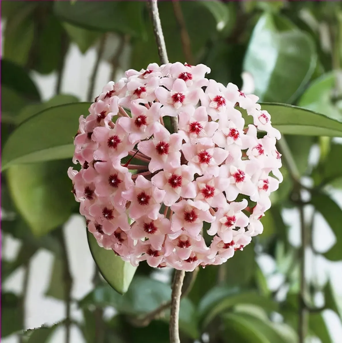 Hoya Seeds - Stars falling from the sky✨
