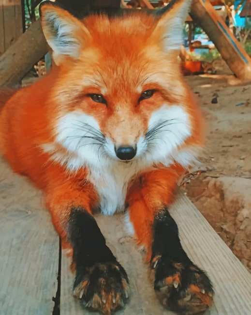 

Adorable Fox – Paint By Numbers - 40*50CM, 501 Original