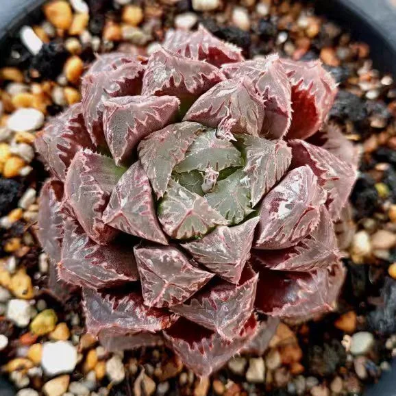 974.Haworthia ' Rock' RM 15 Each - Fat Fat Succulent  5cm/ Haworthia/ Succulent plants / Garden landscape / Carefully select healthy plants