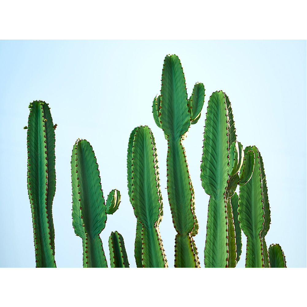 

40*30CM - Round Drill Diamond Painting - Cactus Plant, 501 Original