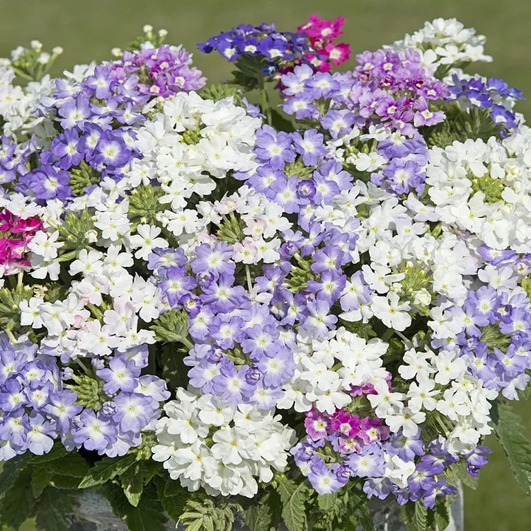Verbena🌸Four Seasons Hydrangea Seeds