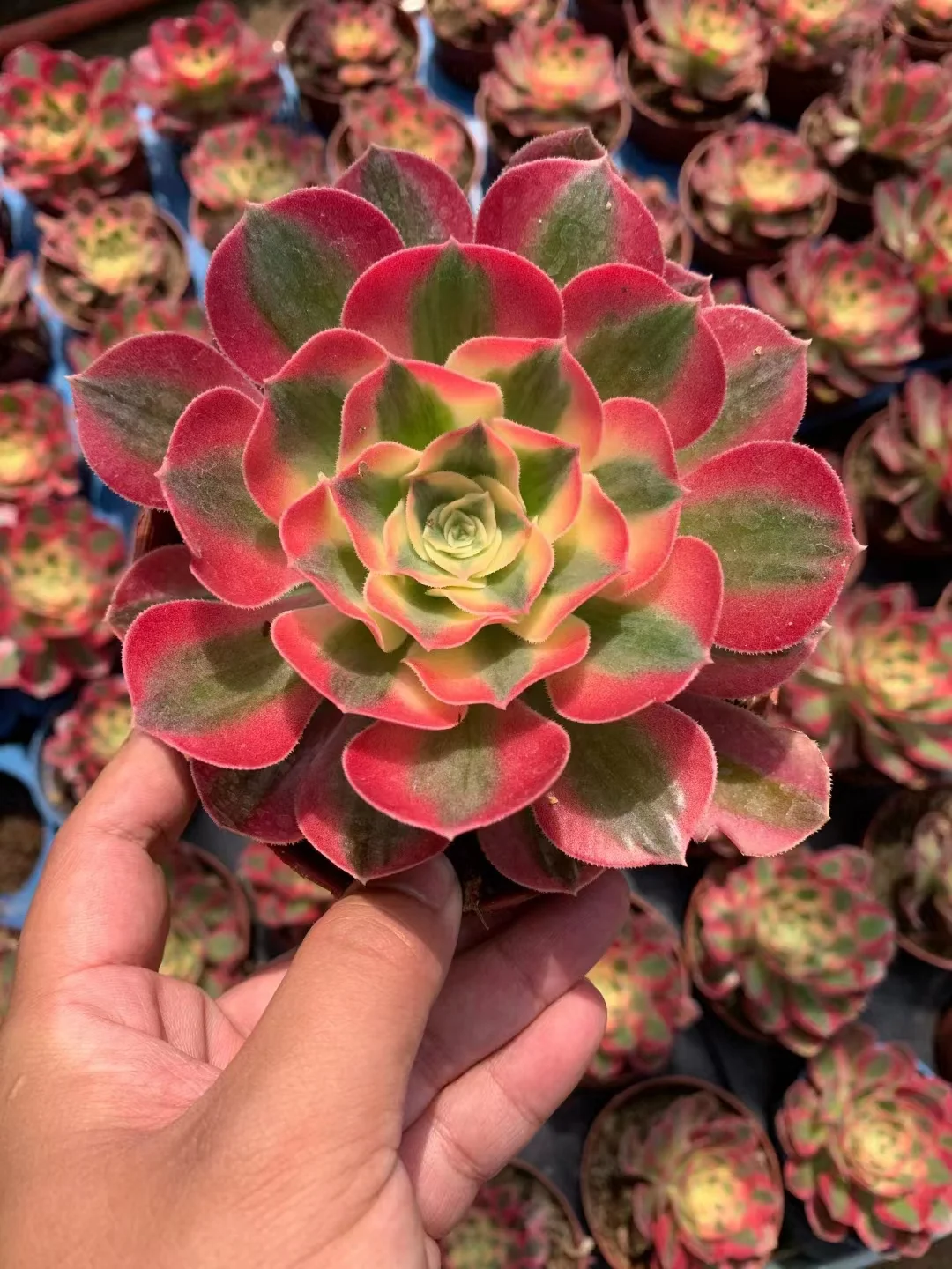 plant Aeonium Echeveria Haworthia  Caudex  Lithops Cactus  Agave 