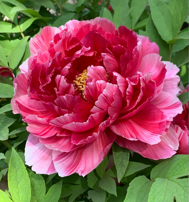 Multicolor Peony Seeds