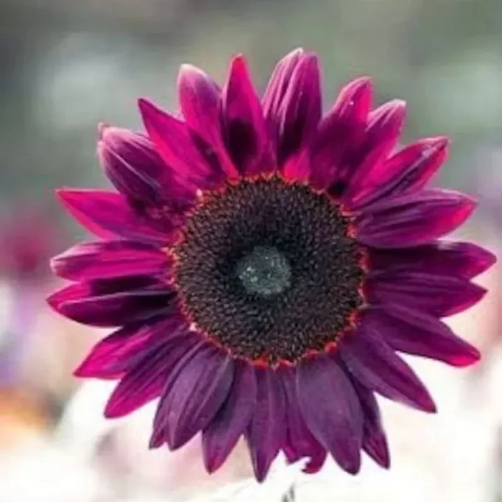 💜Sun Flower Rare Plant Garden- Giant Purple Sunflower Seeds