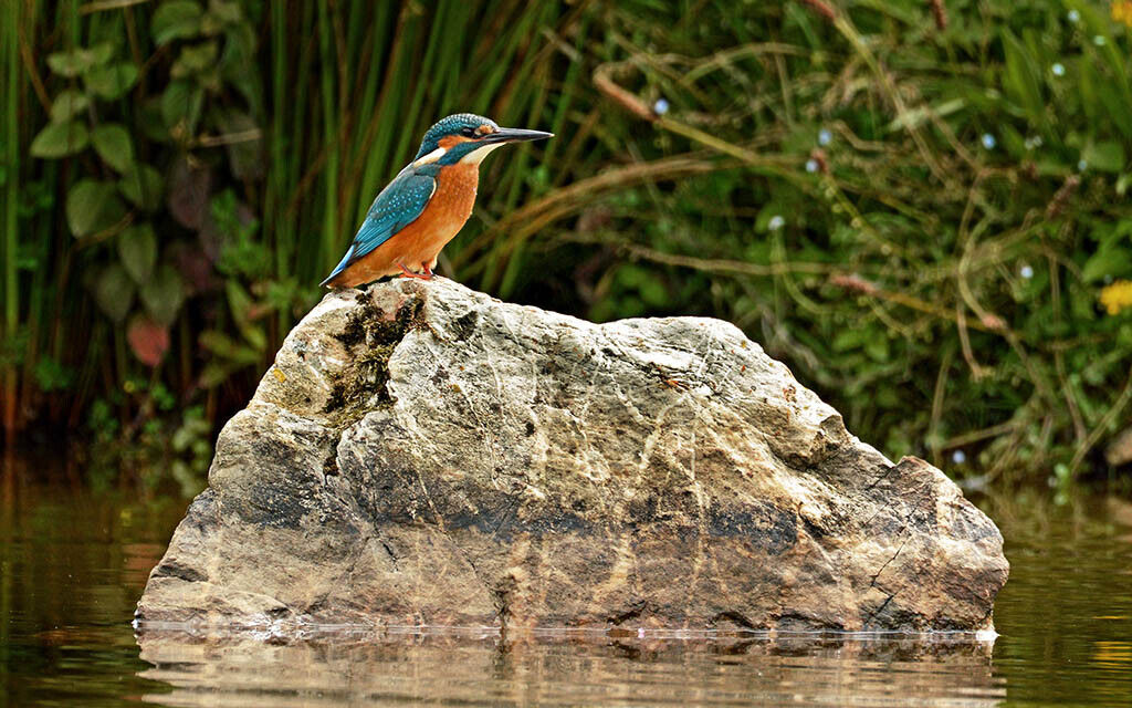 Kingfisher Wildlife 12x8 inch print picture