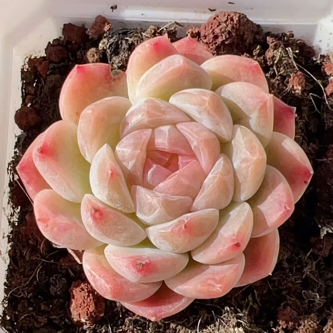 plant Aeonium Echeveria Haworthia  Caudex  Lithops Cactus  Agave 