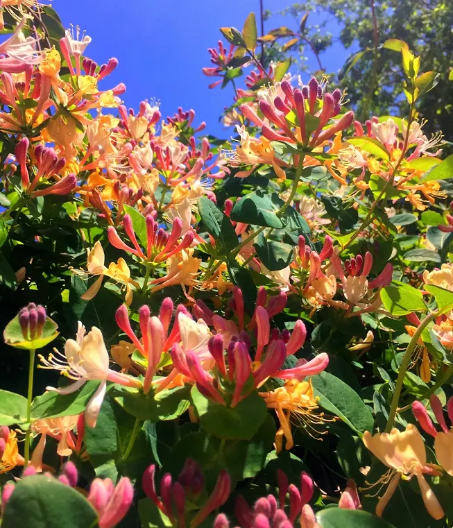 Colorful Honeysuckle Seeds 👍Flowers that are good for your health🌿