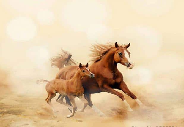 

Baby Horse and His Mom – Paint By Numbers - 40*50CM, 501 Original