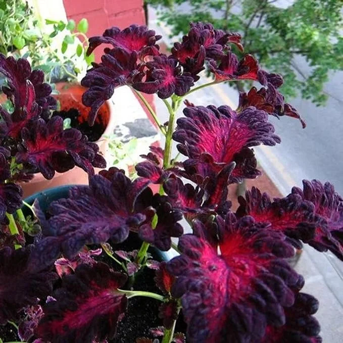 boldo plant Boldo Leaf: The Herbal Marvel for Wellness