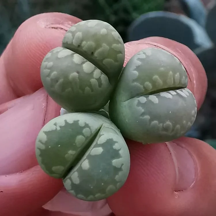 plant Aeonium Echeveria Haworthia  Caudex  Lithops Cactus  Agave 