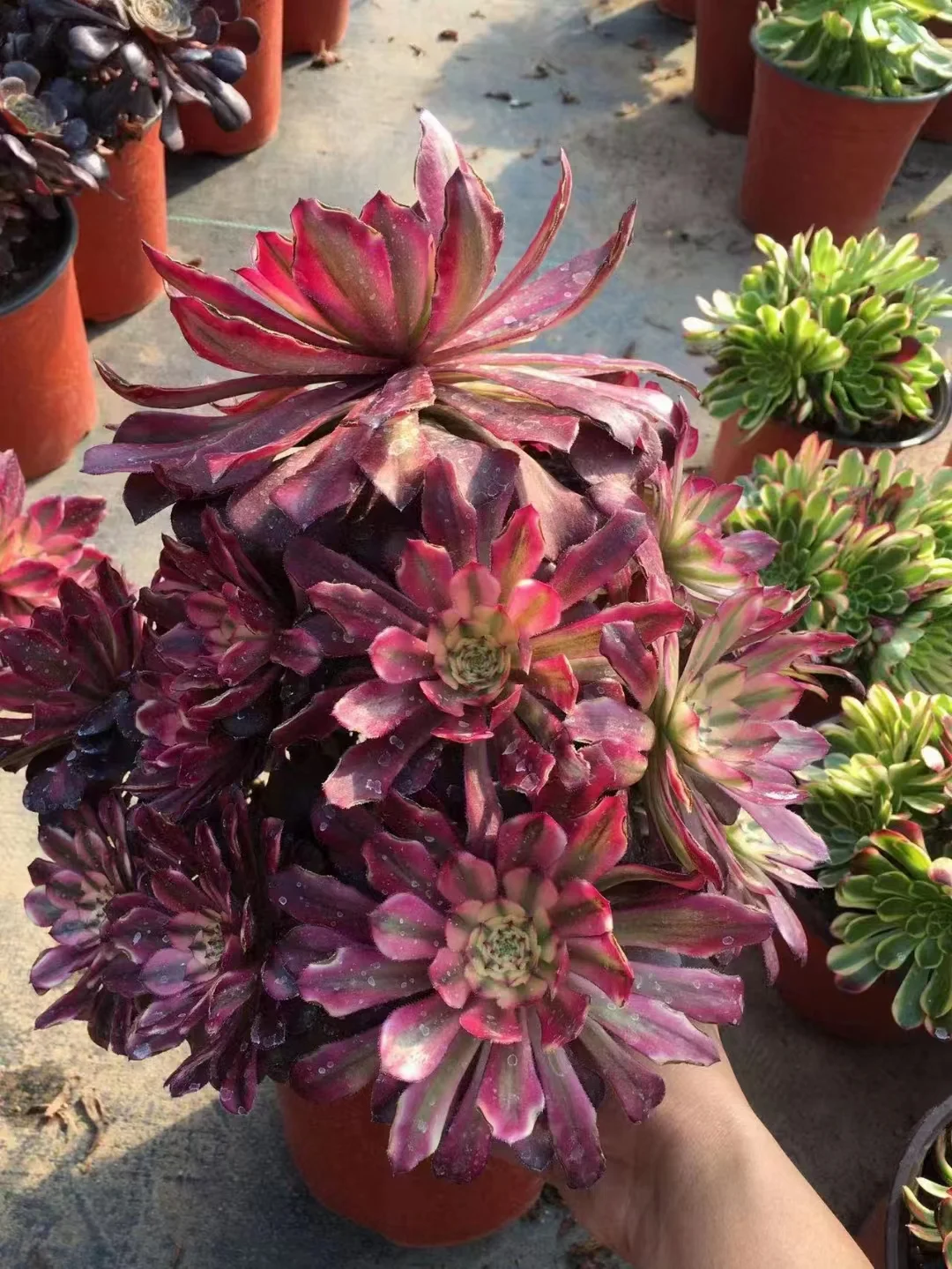 plant Aeonium Echeveria Haworthia  Caudex  Lithops Cactus  Agave 