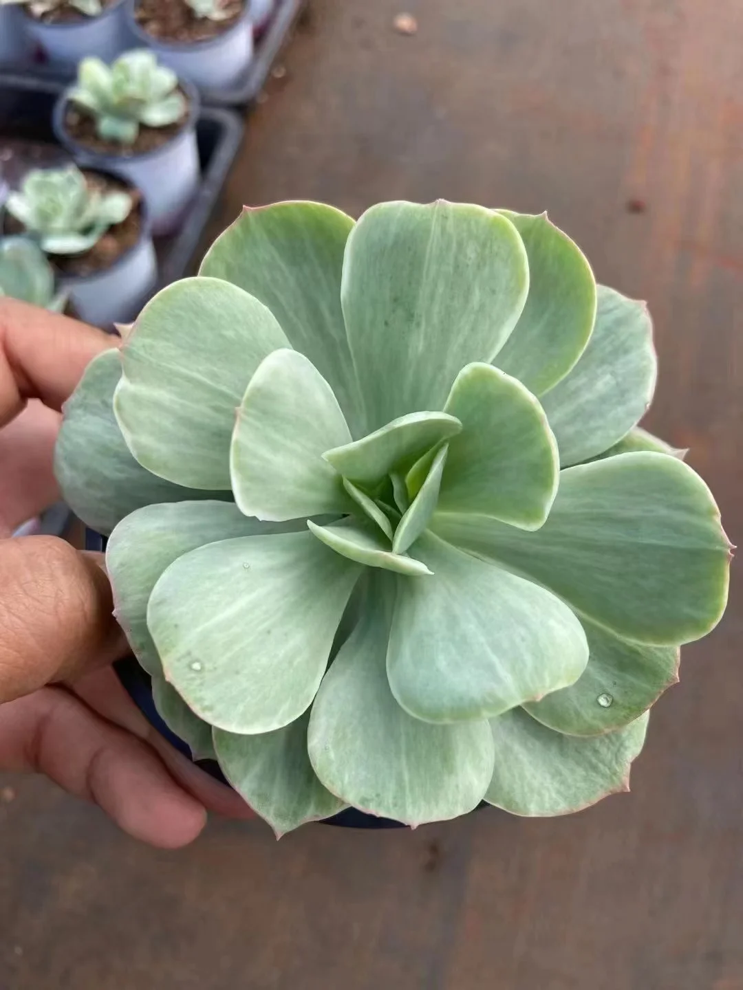 plant Aeonium Echeveria Haworthia  Caudex  Lithops Cactus  Agave 