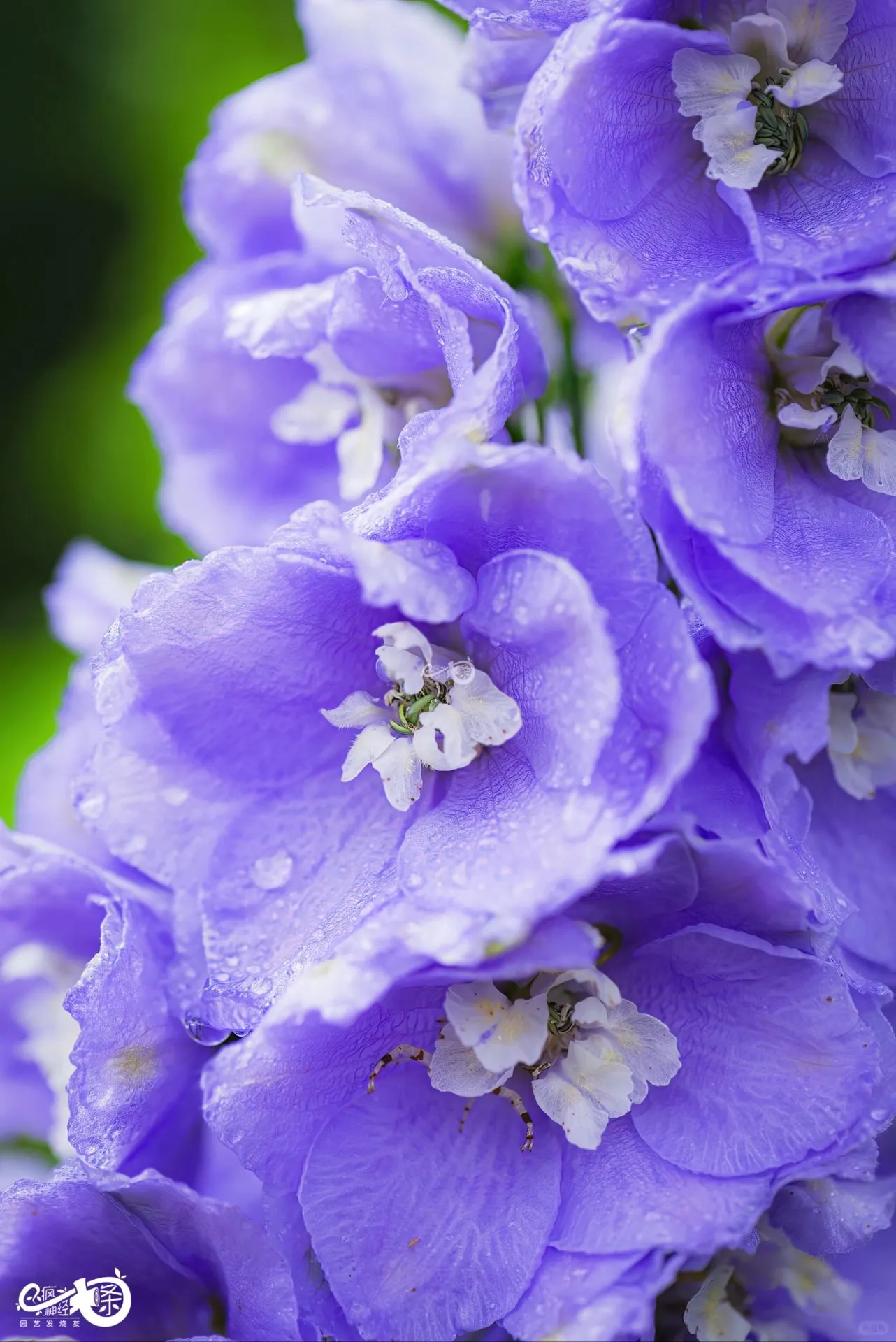 Delphinium Seeds-Mixed 7 Colors