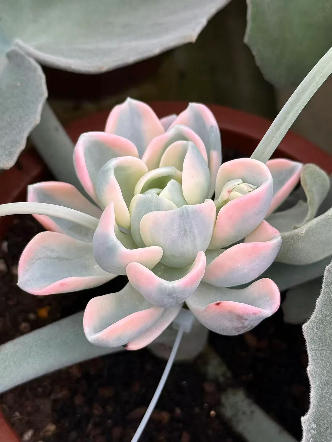 plant Aeonium Echeveria Haworthia  Caudex  Lithops Cactus  Agave 