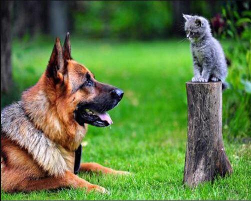 

Pet Dog and Cat – Paint By Numbers - 40*50CM, 501 Original