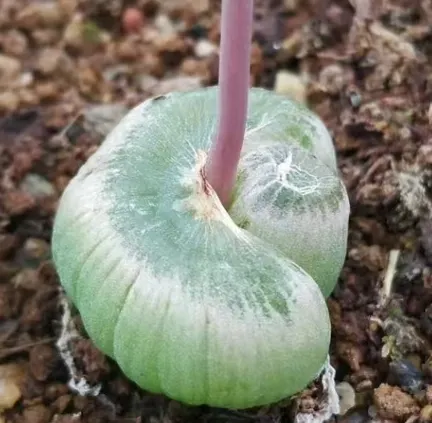 plant Aeonium Echeveria Haworthia  Caudex  Lithops Cactus  Agave 