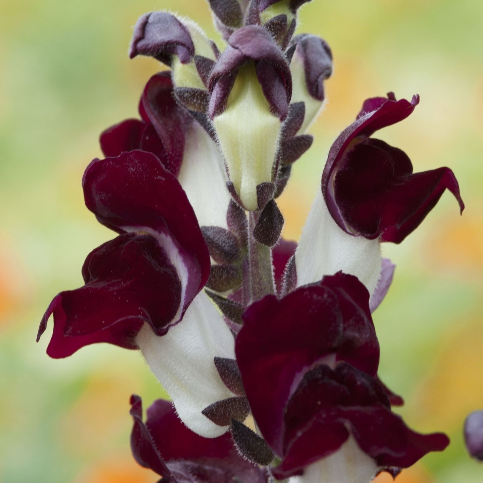 Snapdragon Night & Day Flower | X 500 Seeds