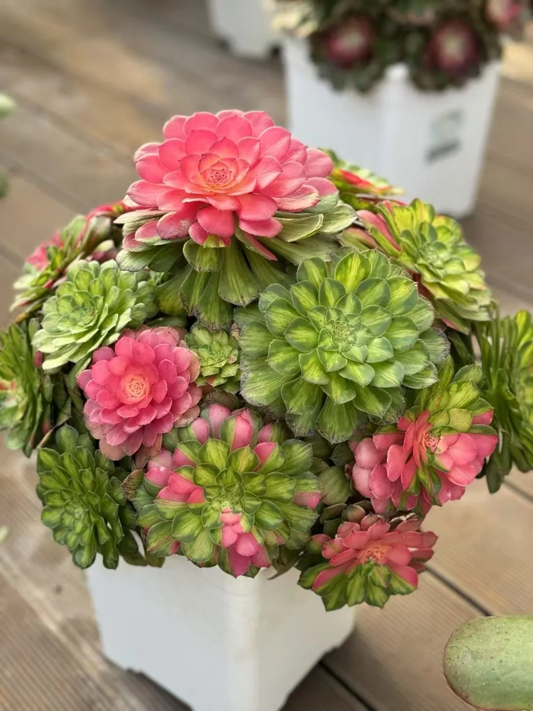 plant Aeonium Echeveria Haworthia  Caudex  Lithops Cactus  Agave 