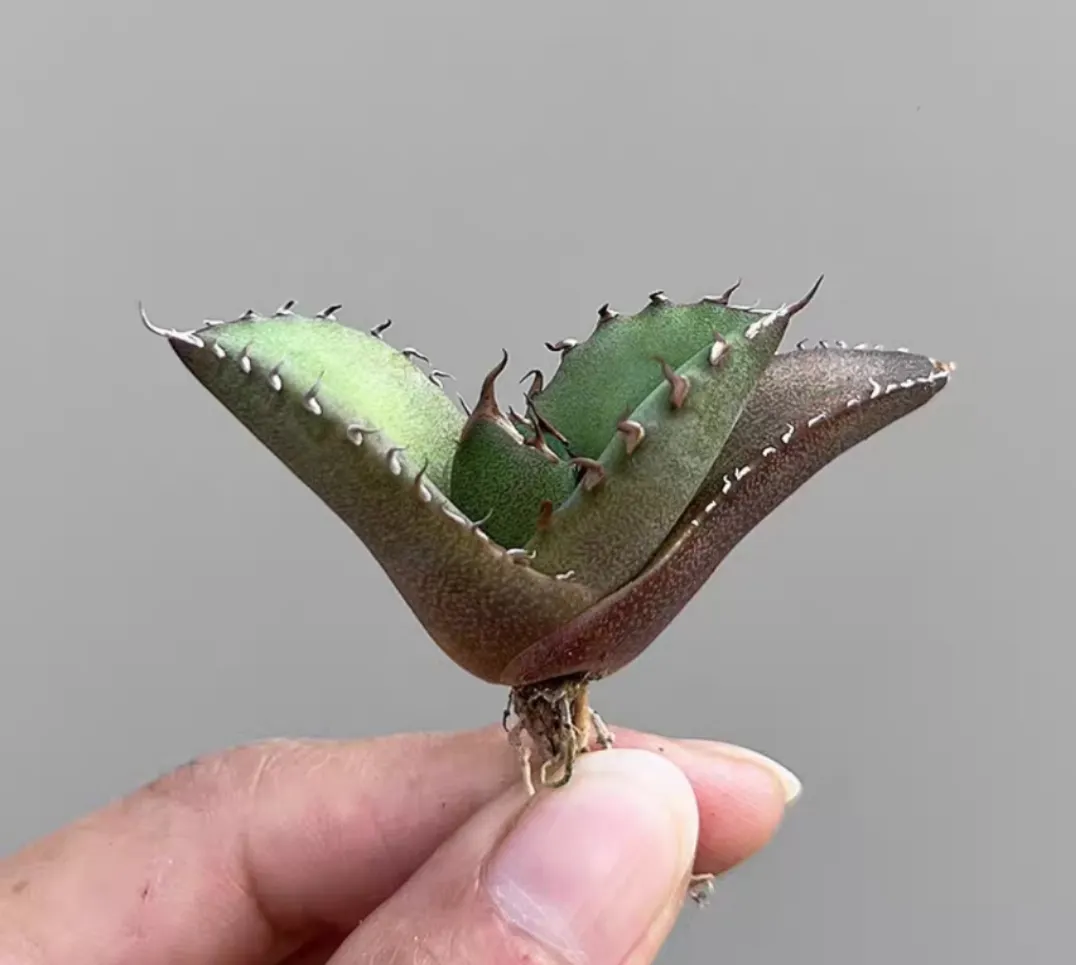 plant Aeonium Echeveria Haworthia  Caudex  Lithops Cactus  Agave 