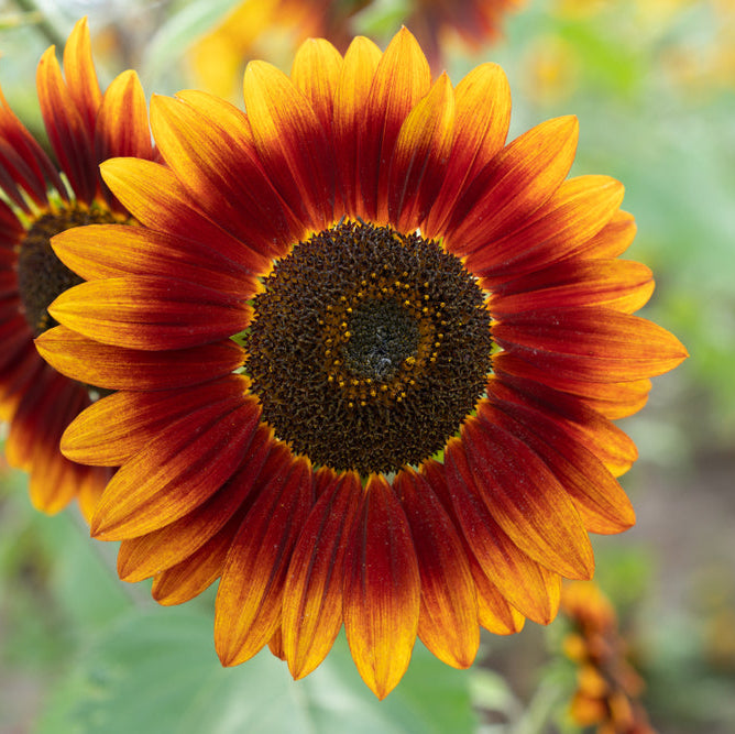 Sunflower Sonnet Branching Flower | X 15 Seeds