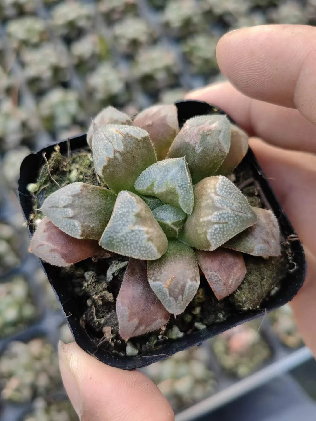 plant Aeonium Echeveria Haworthia  Caudex  Lithops Cactus  Agave 