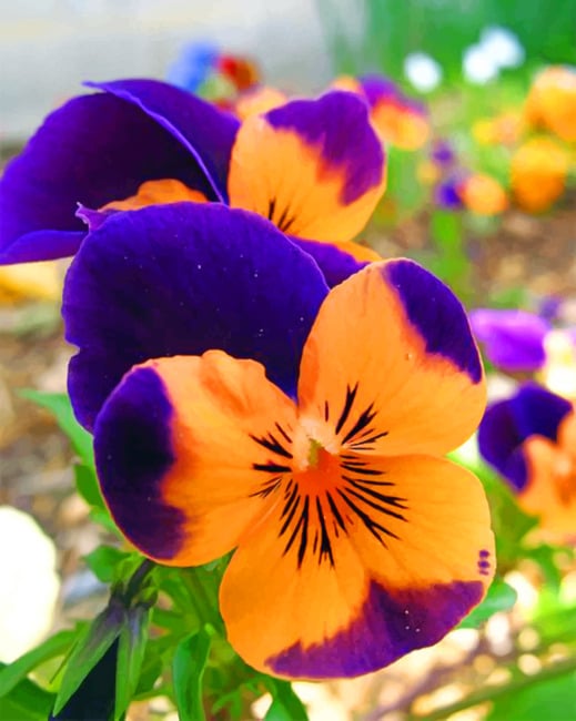 

Orange And Purples Flower – Paint By Numbers - 40*50CM, 501 Original
