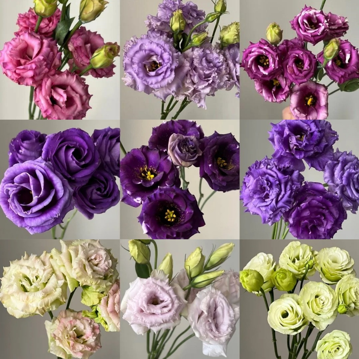 Unveiling the Elegance of Lisianthus: A Garden Symphony of Colors