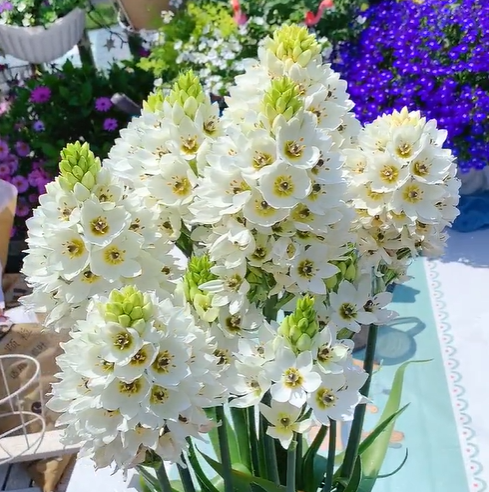 💐Sacred Heart Lily—Sacred Love