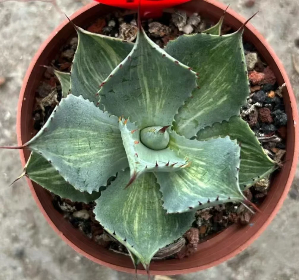 1131.Agave Potator rosa manchada /Agave plants / Succulent plants / Garden landscape / Carefully select healthy plants