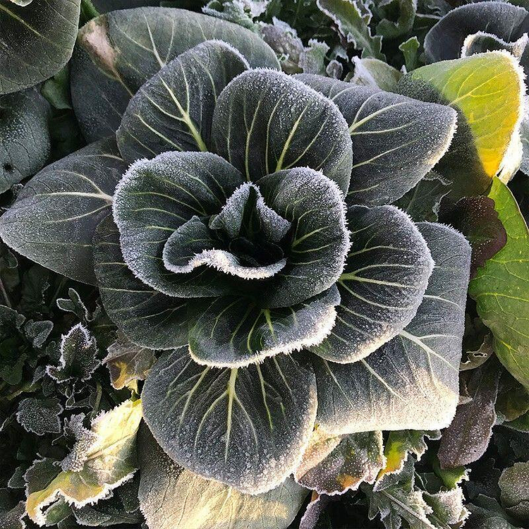 Black-leaf Bok Choy Seeds