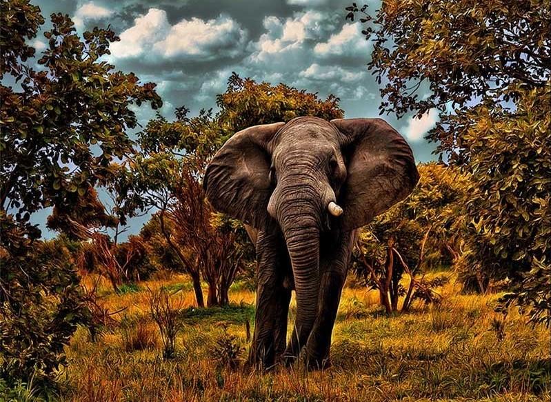 

Wild Elephant – Paint By Numbers - 40*50CM, 501 Original