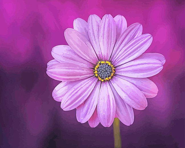 

Purple Flower – Paint By Numbers - 40*50CM, 501 Original