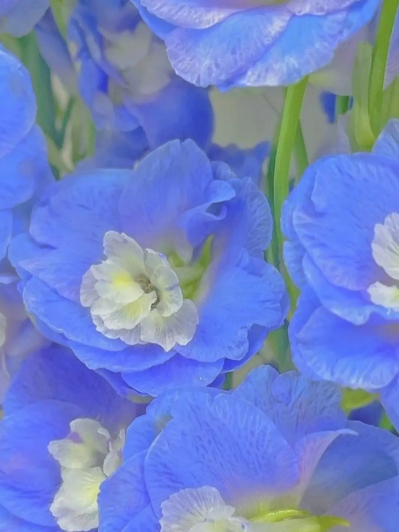 Delphinium Seeds-Mixed 7 Colors