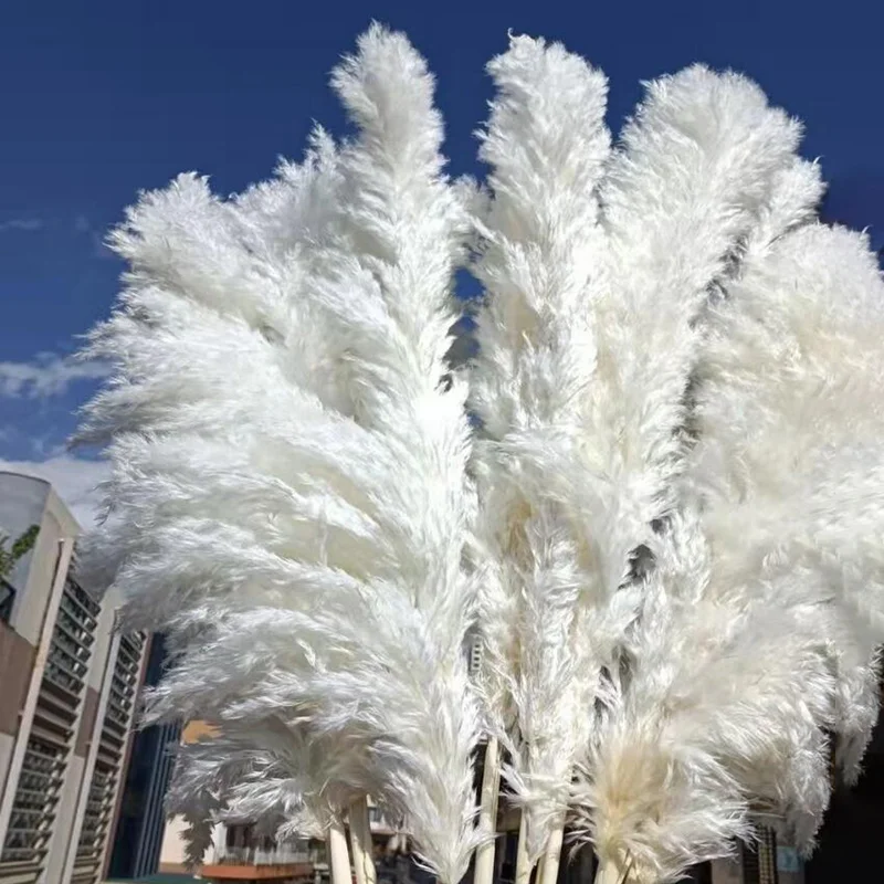 Pampas Grass Magic Garden Seeds