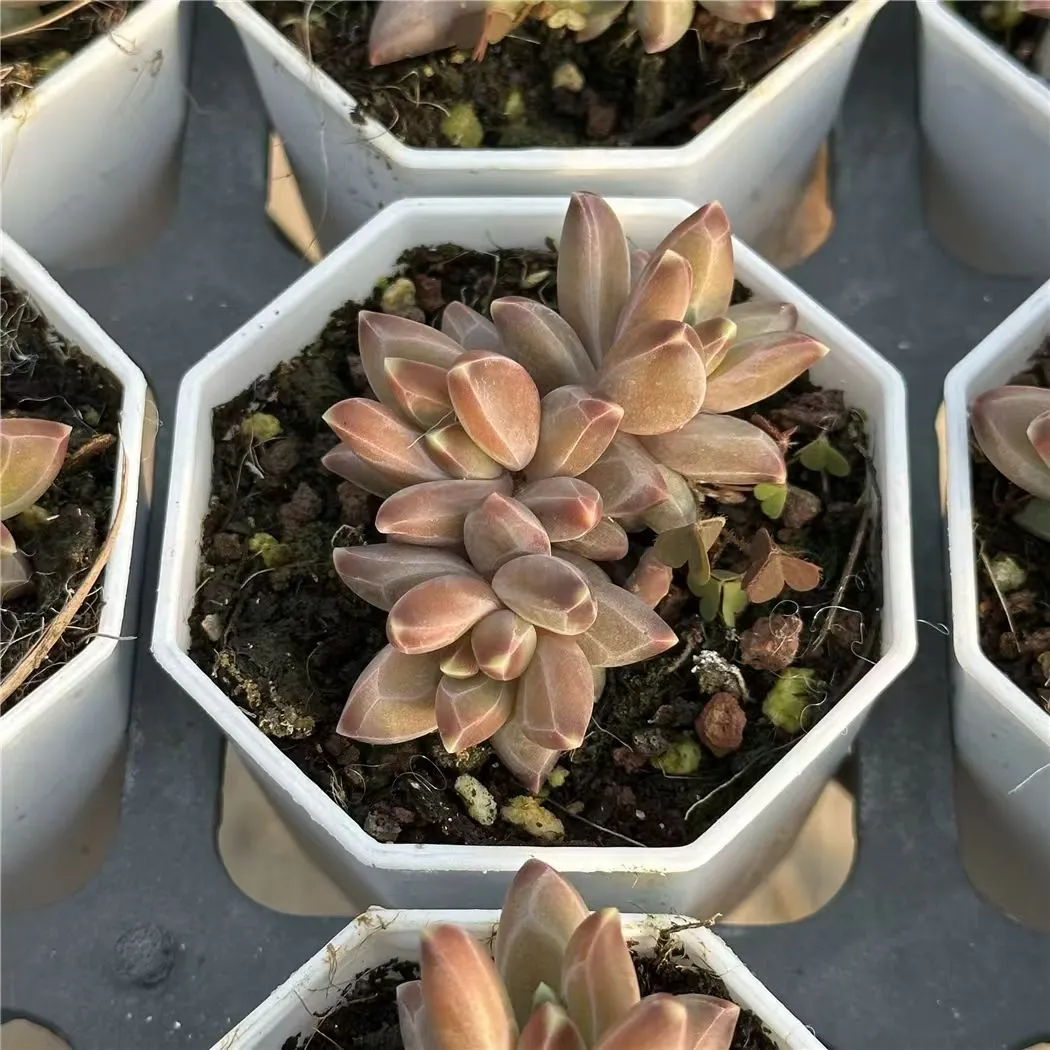 plant Aeonium Echeveria Haworthia  Caudex  Lithops Cactus  Agave 