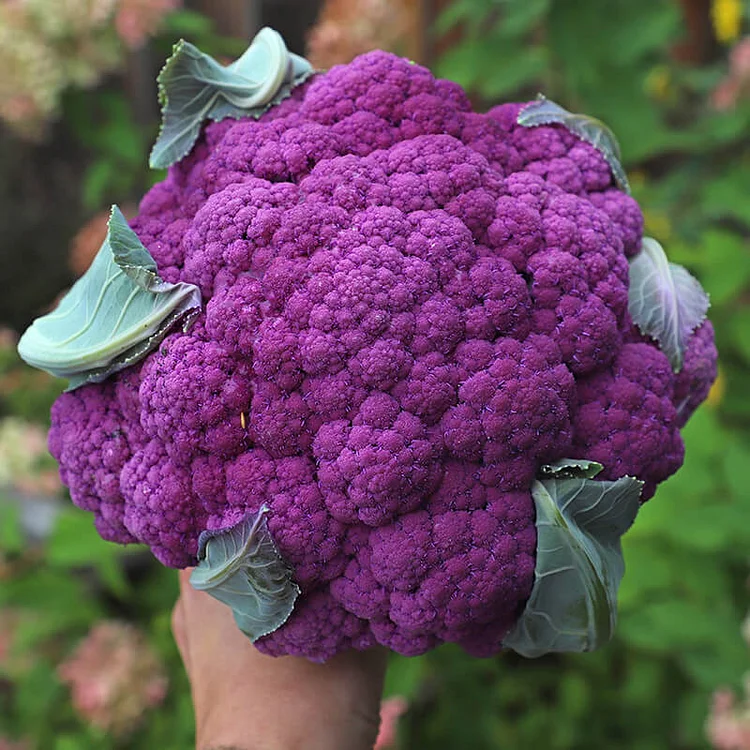 Purple Cauliflower Seed