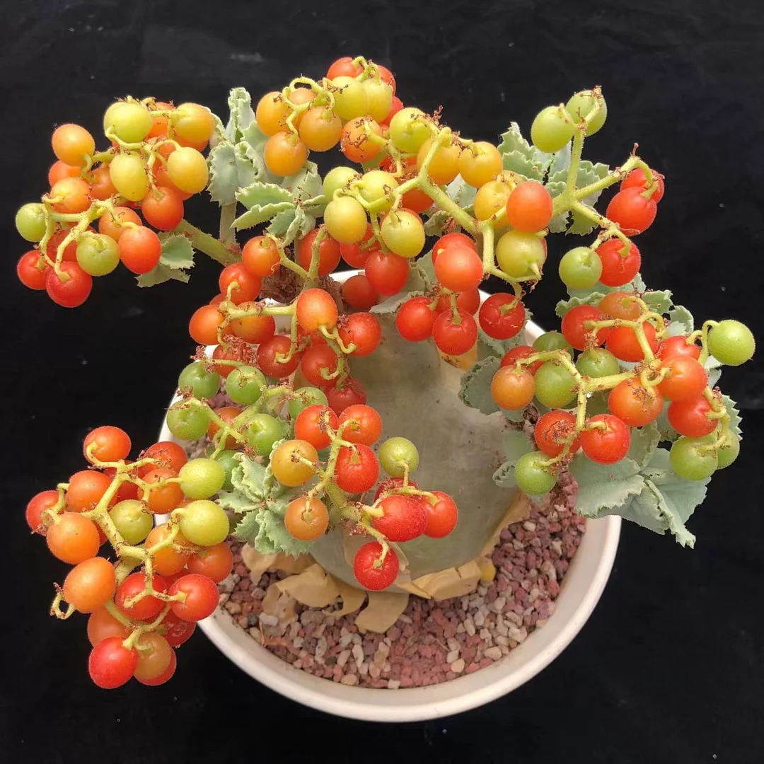 plant Aeonium Echeveria Haworthia  Caudex  Lithops Cactus  Agave 