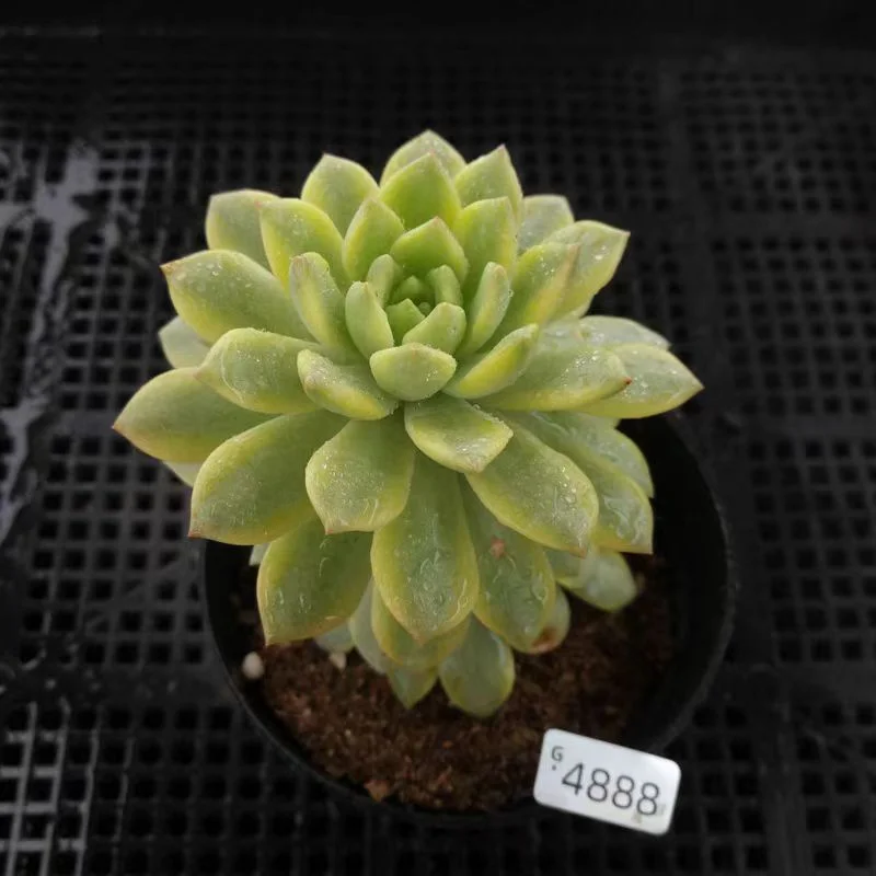 plant Aeonium Echeveria Haworthia  Caudex  Lithops Cactus  Agave 